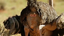 حمله یوزپلنگ به شتر مرغ خیلی د...