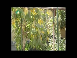 مستند مسجد جوادالائمه مستند مسجد جوادالائمه
