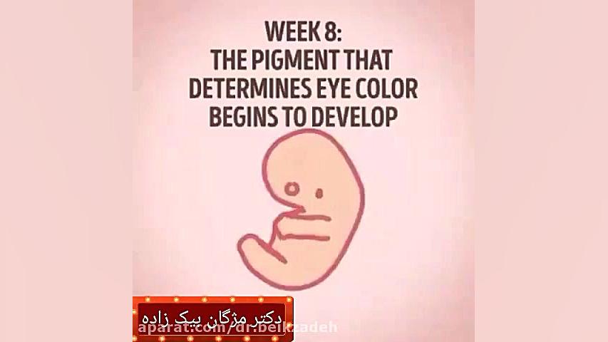 نحوه شکل گیری جنین دکتر مژگان بیک زاده ( جراح و متخصص زنان و زایمان)