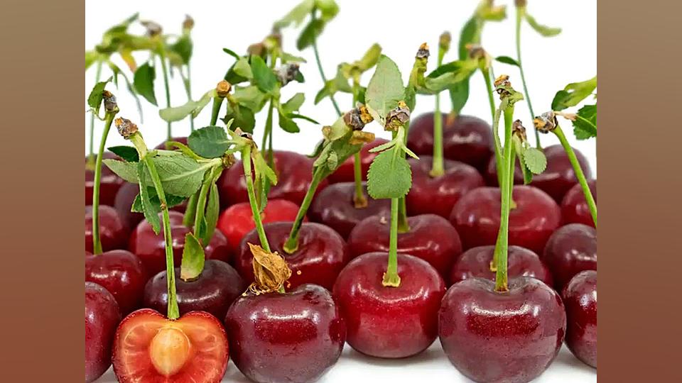 ارقام نهال آلبالو مجاری،اسراییلی،گوشواره ای،محلی،گیسی در نهالستان تک فیدان ۰۹۱۴۴ تزریق ژل