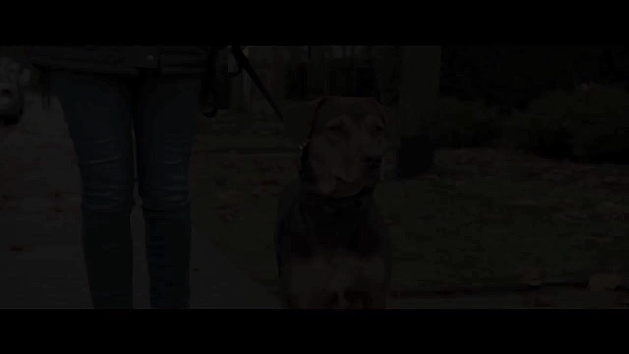 تریلر فیلم A DOG'S WAY HOME 2019 زمان164ثانیه