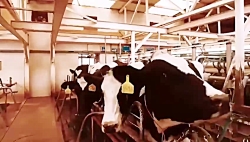 پشت صحنه فیلم قسم