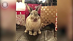 کارهای خیلی باحال خنده دار حیو...