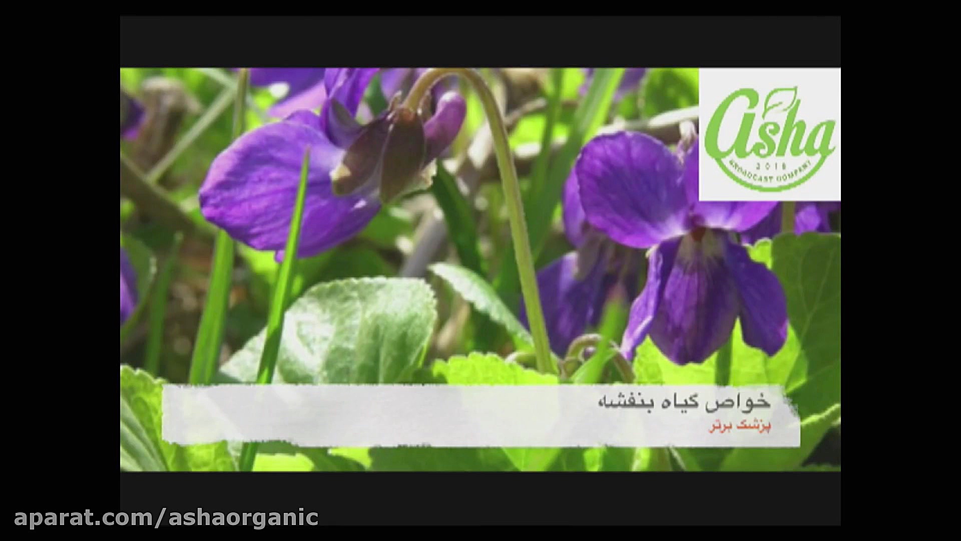 خواص بی نظیر روغن بنفشه؛ ضد التهاب، آرام بخش و مراقبتی طبیعی برای پوست و مو رفع غبغب