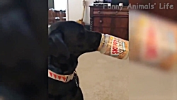 خنده دارترین ویدیو کلیپ حیوانا...