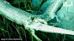 نبرد تمساح با مار پیتون