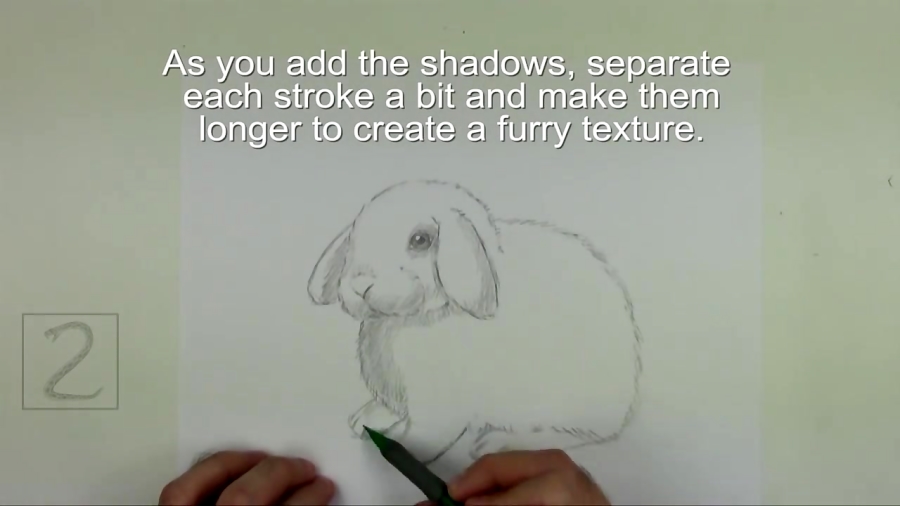 How to Draw a Holland Lop Bunny