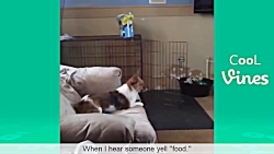 گلچین خنده دار کارهای بامزه حی...