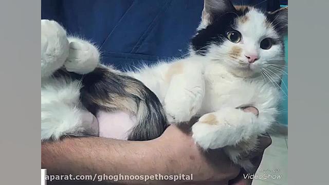 جراحی ارتوپدی و فتق فمورال گربه رادیوگرافی دندان