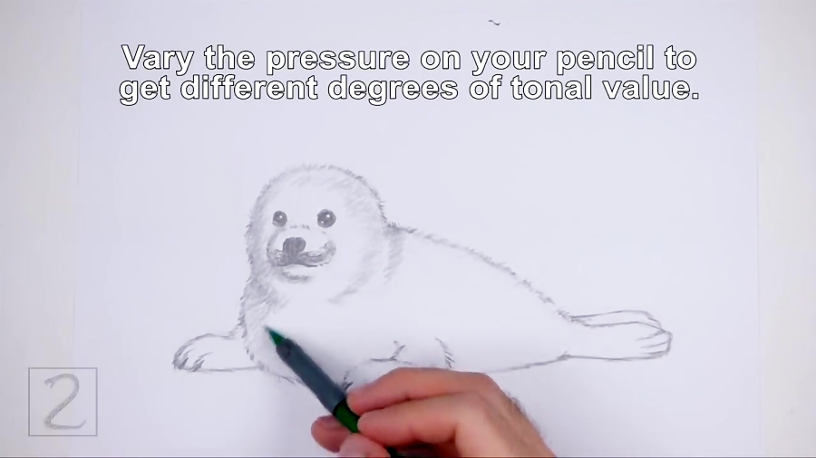 How to draw a Seal Pup (Harp Seal)