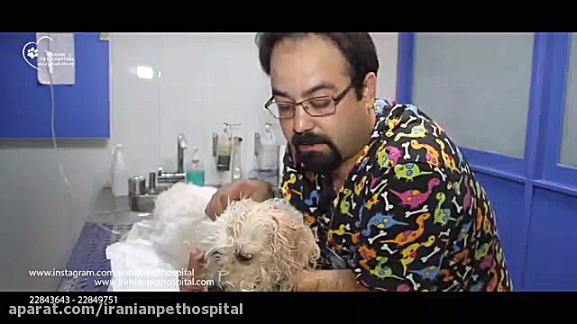 جرم گیری دندان سگ و درمان بیماری لثه سگ ۹ ساله pCO2