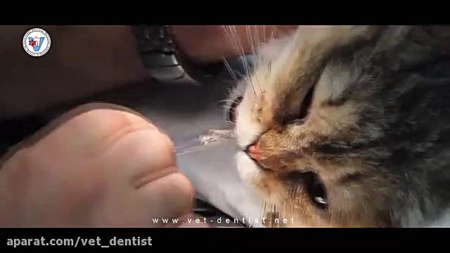 جراحی لثه گربه پرشین بیماری شوگرن