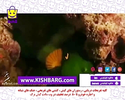 آموزش غواصی در کیش،غواصی آب شو...
