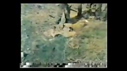 تصاویری از شهدا در جبهه نبرد