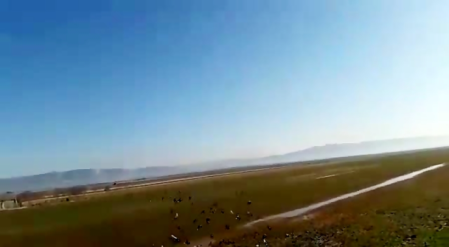 کبوتران مسافتی شوش دانیال