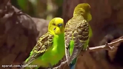 جفت گیری مرغ عشق در طبیعت