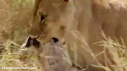 شکارهای دیدنی شیر و کفتار