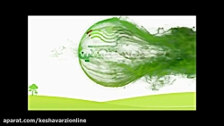 غذای خانگی سگ (بخش اول)