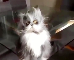 وقتی خوابی خونتون مهمون میاد