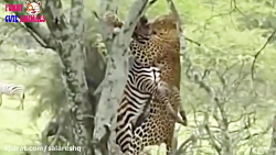 کمتر دیده شده | حملات دیدنی پل...