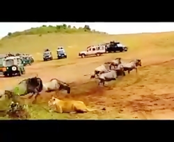 مستند راز بقا(۱) مستند راز بقا(۱)