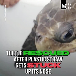 Trash Isles: Turtle Gets Plastic Straw Removed From Its Nose By Rescuers