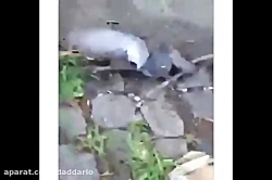 شکار کبوتر توسط موش