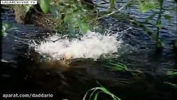 شکار وحشتناک پرنده توسط ماهی ه...