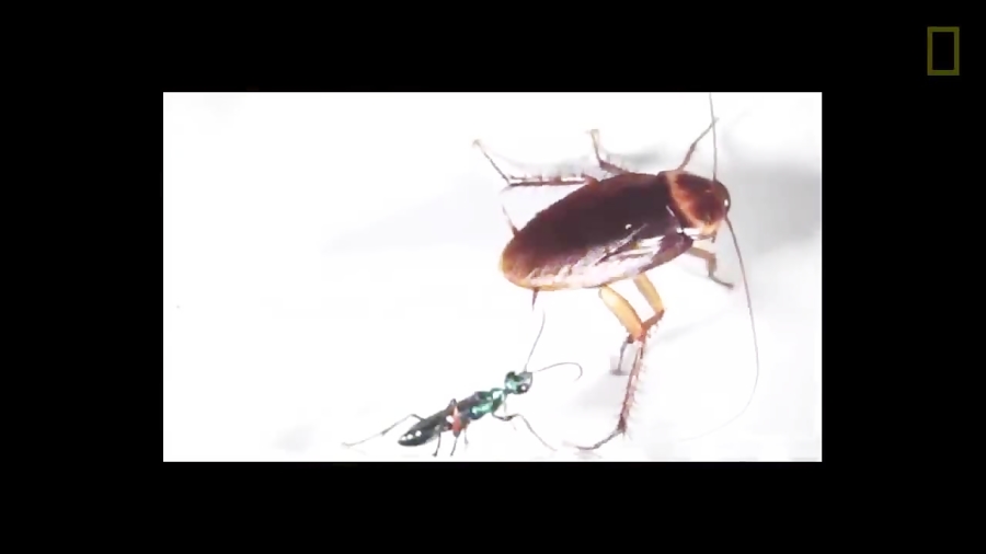 How Cockroaches Use Karate Kicks To Avoid Becoming Zombies National Geographic