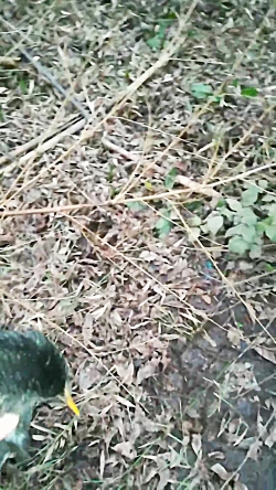 شکار تو باغ های گیلان