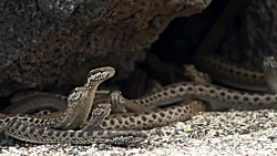 ایگوانا مقابل مارها