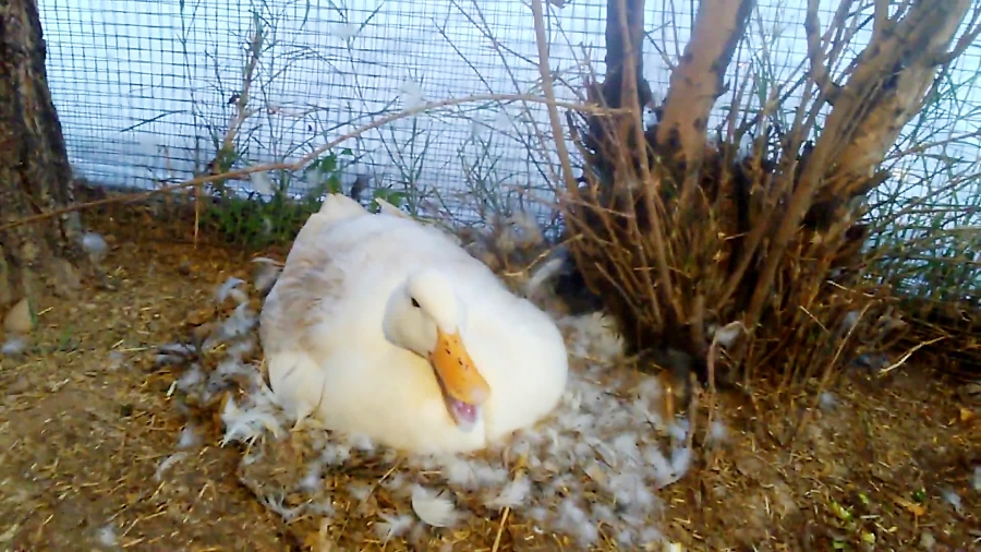 اردک کرچ خوابیده روی تخم پای درخت انار