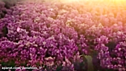 محبت صدبرابری!