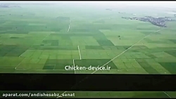 ویدیو خروس سیاه رنگ یا آیام سم...