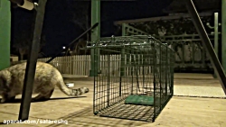 تله گرفتن گربه گرفتن 100% کارآ...