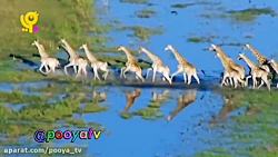 مجموعه خدا چه افریده آموزش حیو...