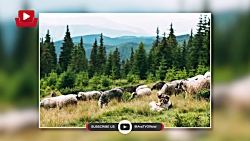 داستان سید احمد کبیر ملقب به ش...