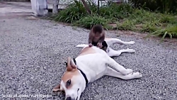 دوستی جالب بچه میمون با سگ