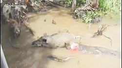 بهترین شکارهای کروکودیل | کلکس...