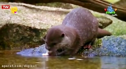 خدا چه آفریده؟ سمور آبی