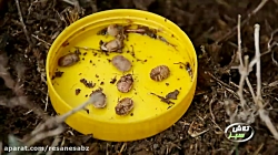 زمستان گذرانی سن گندم - تلاش سبز