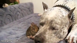 دوستی جالب سگ و گربه و خوکچه ه...