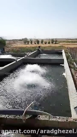 فروش ماهی قزل آلا، خرید ماهی ق...