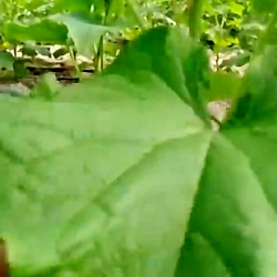چگونگی مبارزه با آفات در گلخانه صیفی جات