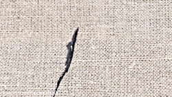 سالروز میلاد پدر امت اسلام، ام...