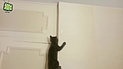 Cats VS Laser Pointers Funny C...