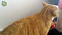 Cats Vs Comb  Funny Cats React...