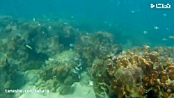 سفرهای نوروزی - جزیره قشم در خ...