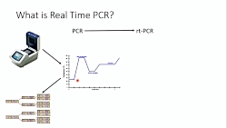 Real time PCR using taqman dye