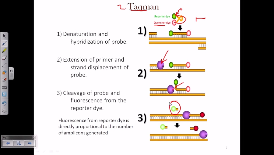 Real time PCR using taqman dye